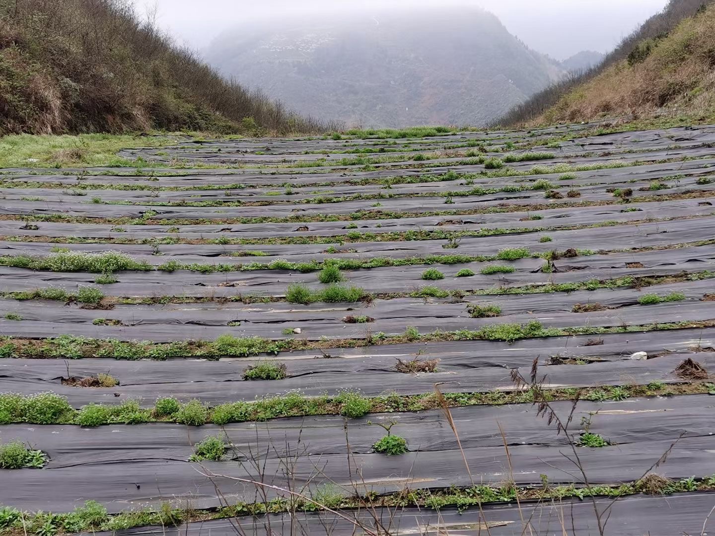 質(zhì)保3年果園防草布|除草布