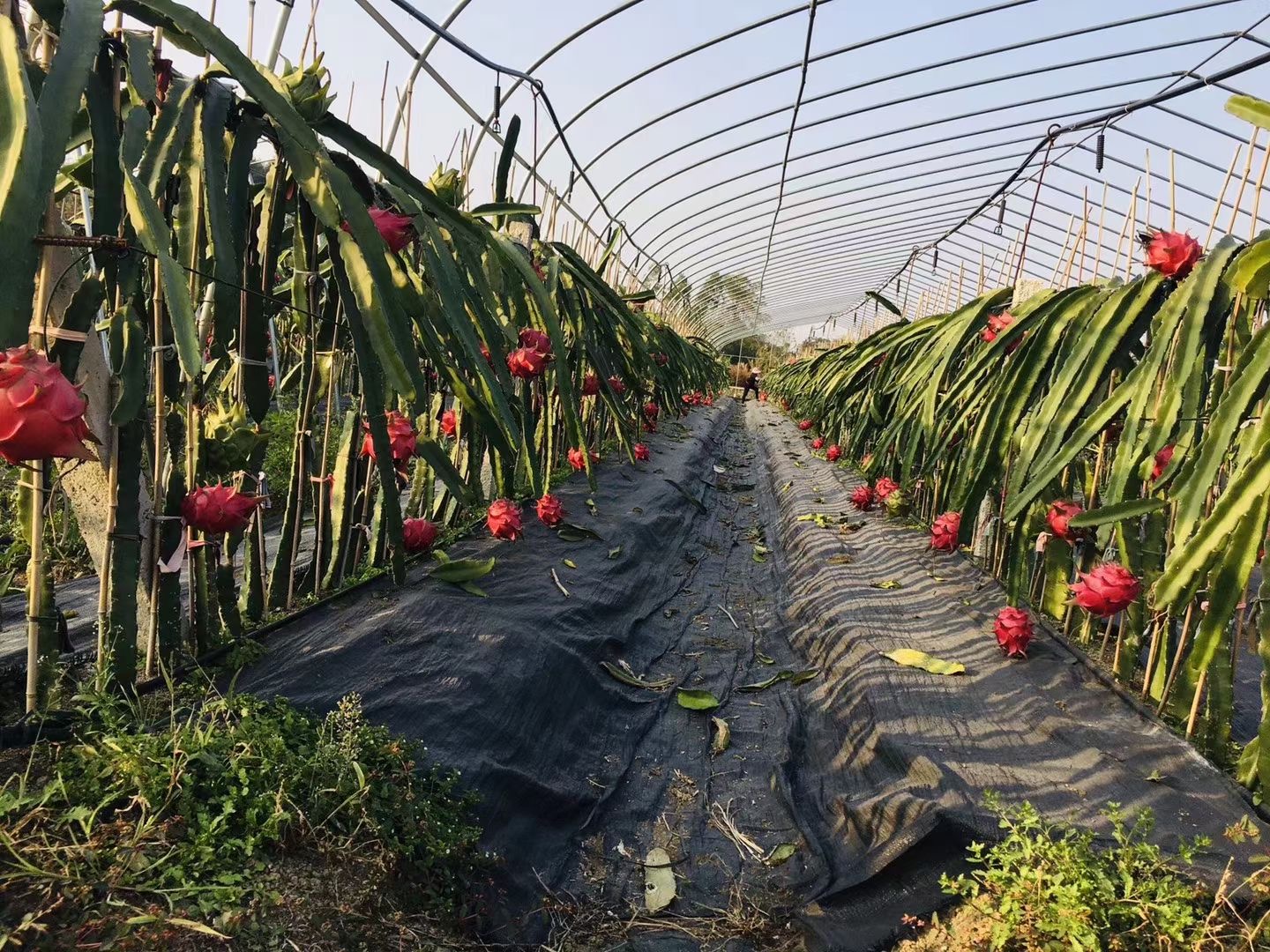 防草布/除草布/生產(chǎn)防草布